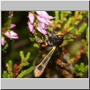 Synanthedon formicaeformis - Glasfluegler 14 auf Heide.jpg